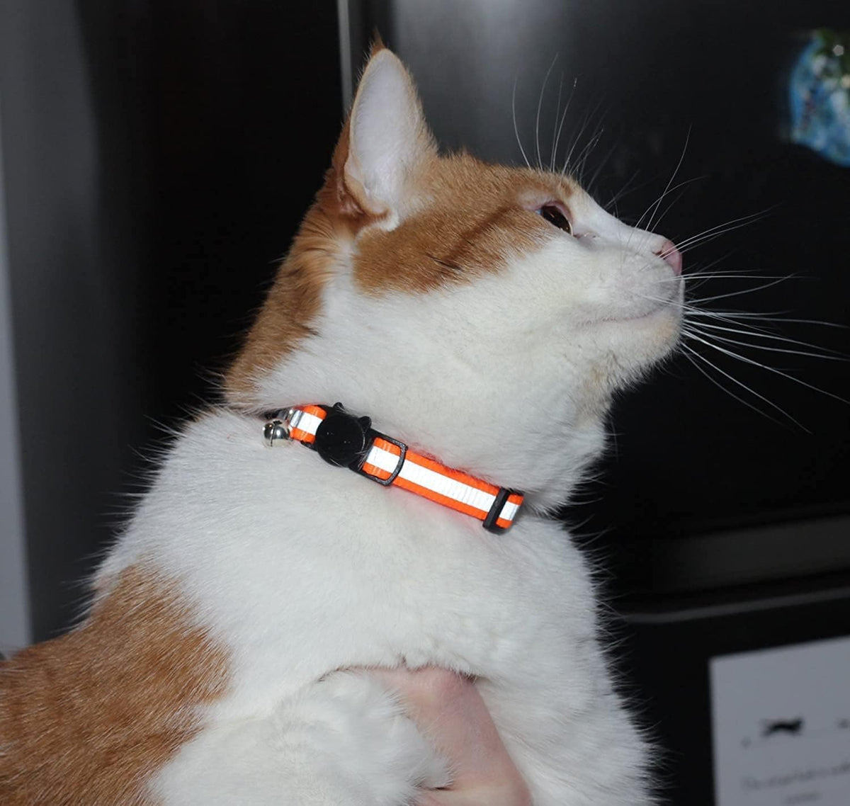 Reflective Nylon Cat Collar with Bell, Set of 6 C19545