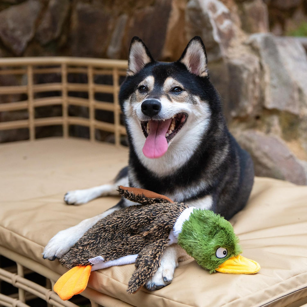 Stuffless Dog Toy Z745542