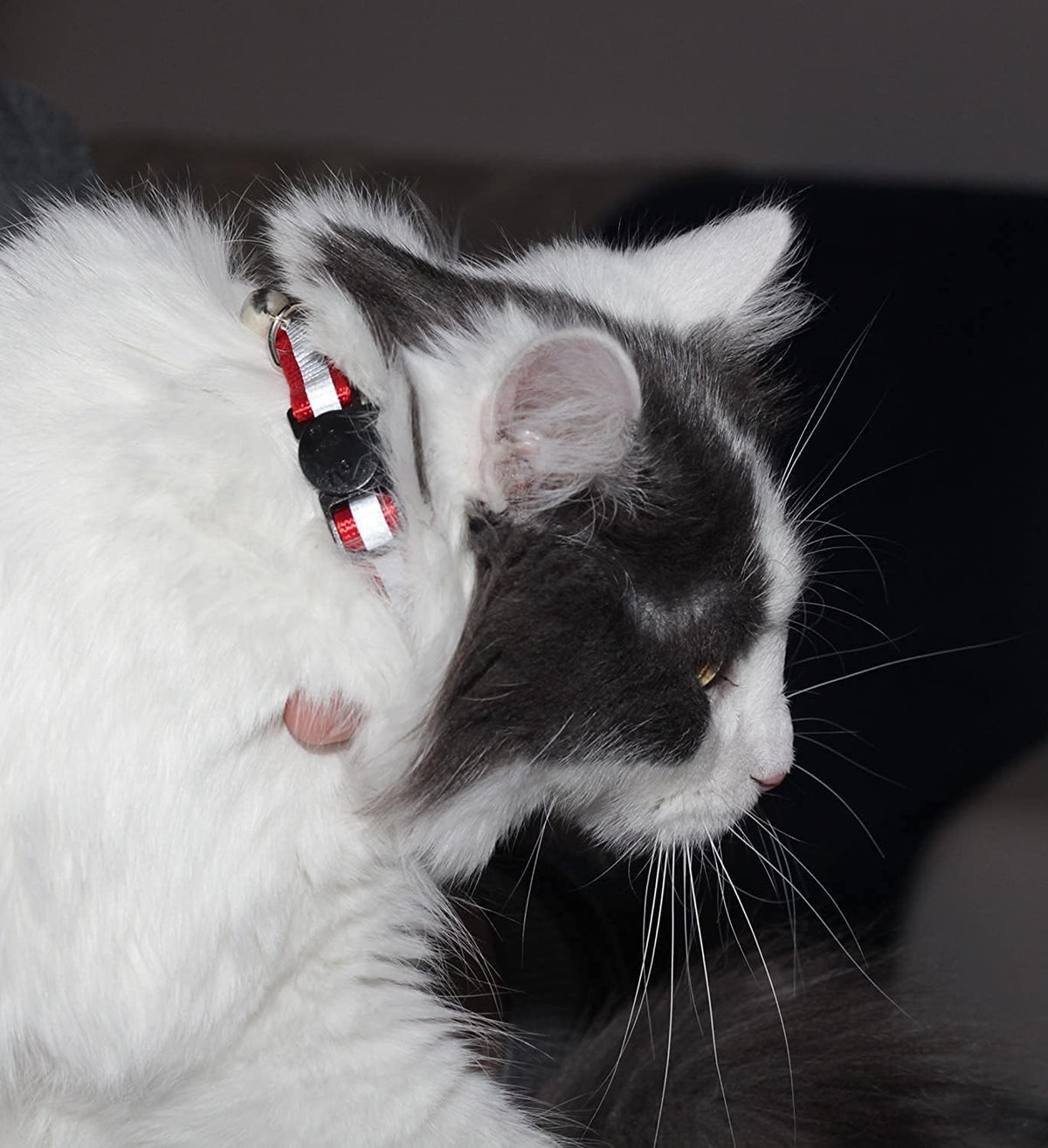 Reflective Nylon Cat Collar with Bell, Set of 6 C19545