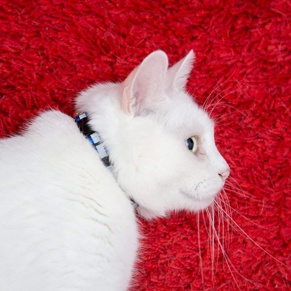 Reflective Nylon Cat Collar with Bell, Set of 6 C19545