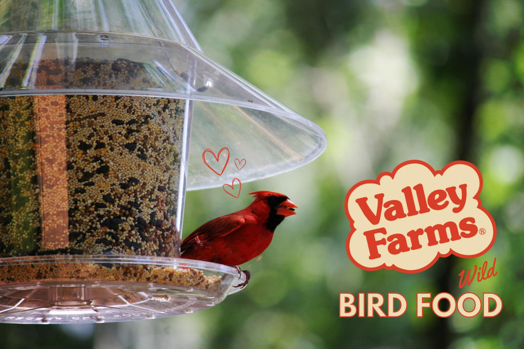 Wild Bird Food 20 LB M801
